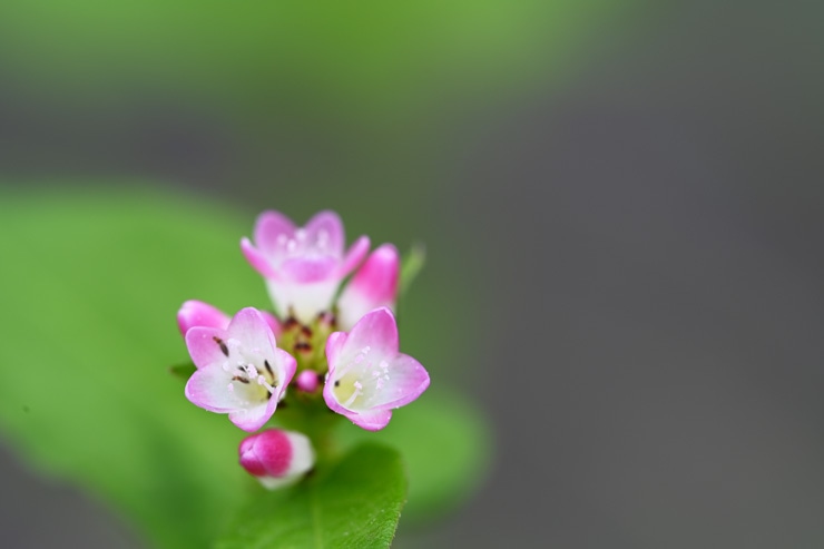 Nikon(ニコン) NIKKOR Z MC 105mm f/2.8 VR S 実写レビュー一覧用画像