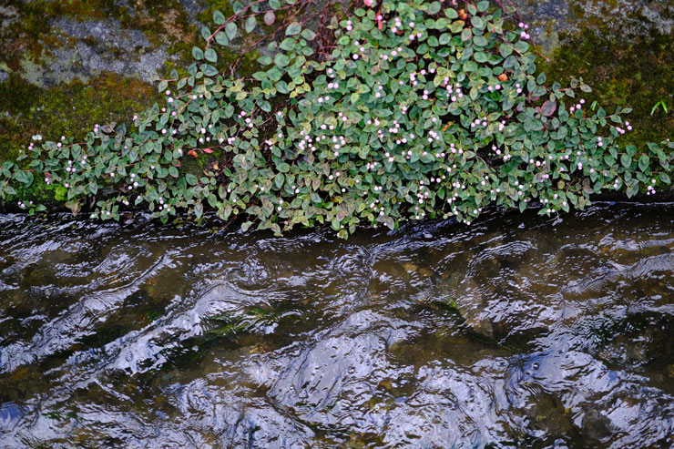 FUJIFILM フジノンレンズ XF33mmF1.4 R LM WR 実写レビュー FUJIFILM フジノンレンズ XF33mmF1.4 R LM WR 実写レビュー