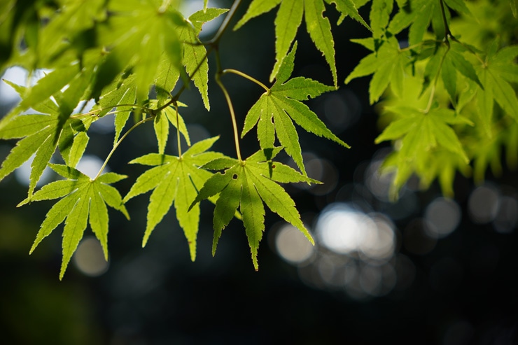 SIGMA 18-50mm F2.8 DC DN | Contemporary 作例：紅葉