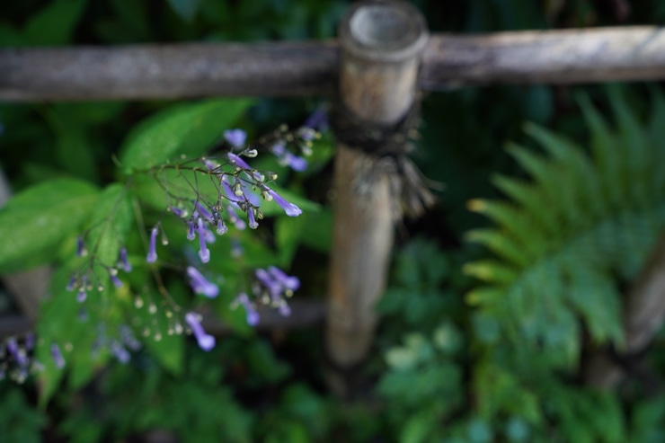 SIGMA 18-50mm F2.8 DC DN | Contemporary 作例：植物