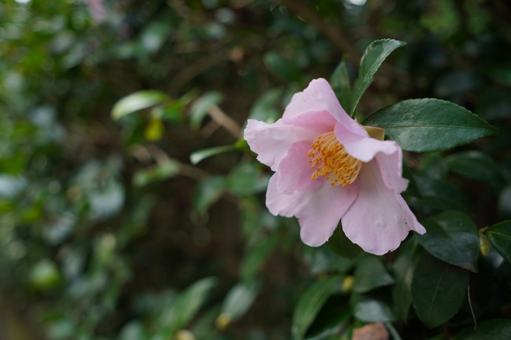 SIGMA 18-50mm F2.8 DC DN | Contemporary 作例：ツバキ