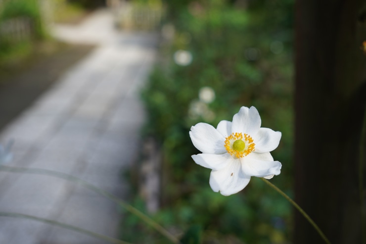 SIGMA(シグマ) 18-50mm F2.8 DC DN | Contemporary 実写レビュー SIGMA(シグマ) 18-50mm F2.8 DC DN | Contemporary 実写レビュー