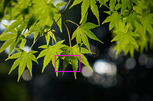 SIGMA 18-50mm F2.8 DC DN | Contemporary 画質：紅葉