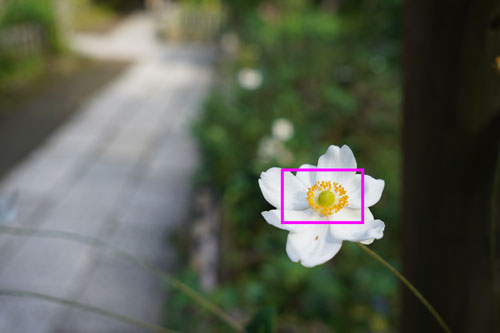 SIGMA 18-50mm F2.8 DC DN | Contemporary 画質：シュウメイギク