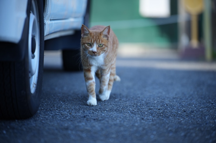 TAMRON 35-150mm F/2-2.8 Di III VXD 作例：猫