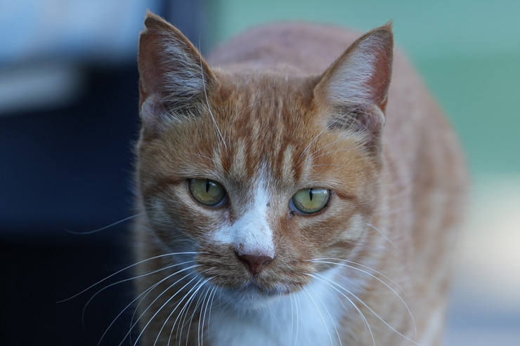 TAMRON 35-150mm F/2-2.8 Di III VXD 作例：猫(拡大)