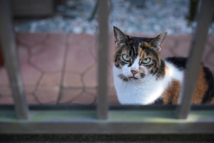TAMRON 35-150mm F/2-2.8 Di III VXD 作例：猫