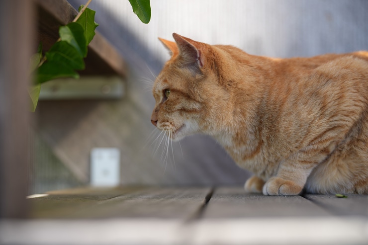 TAMRON 35-150mm F/2-2.8 Di III VXD 作例：猫の横顔