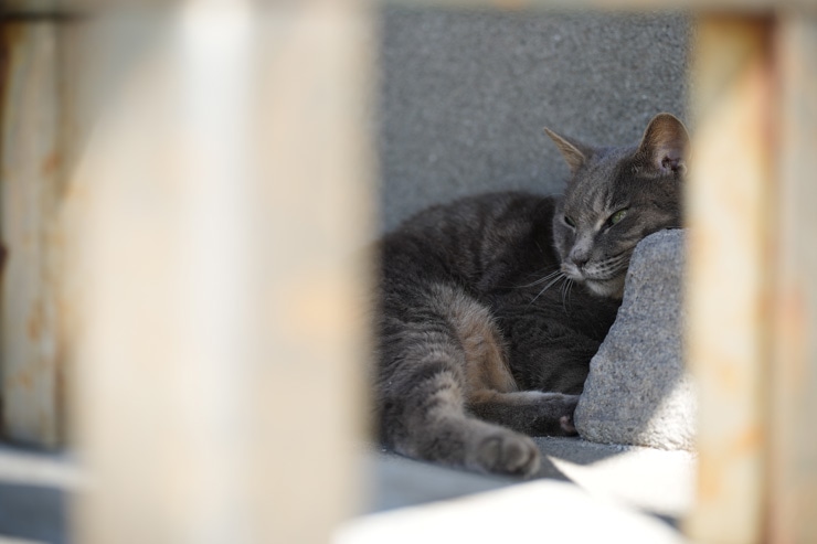 TAMRON 35-150mm F/2-2.8 Di III VXD 作例：猫