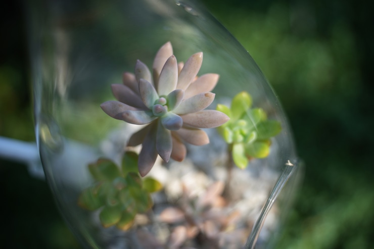 TAMRON 35-150mm F/2-2.8 Di III VXD 作例：多肉植物