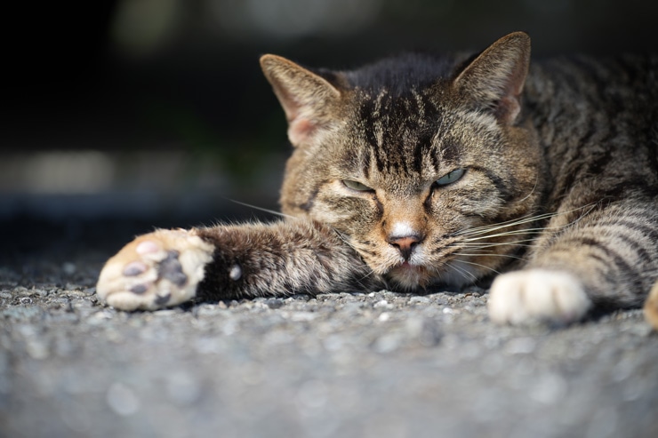 TAMRON 35-150mm F/2-2.8 Di III VXD 作例：猫