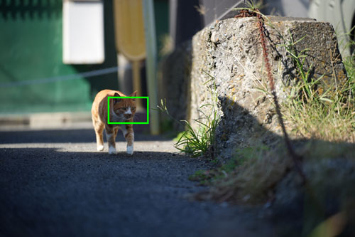 TAMRON 35-150mm F/2-2.8 Di III VXD 作例：歩く猫