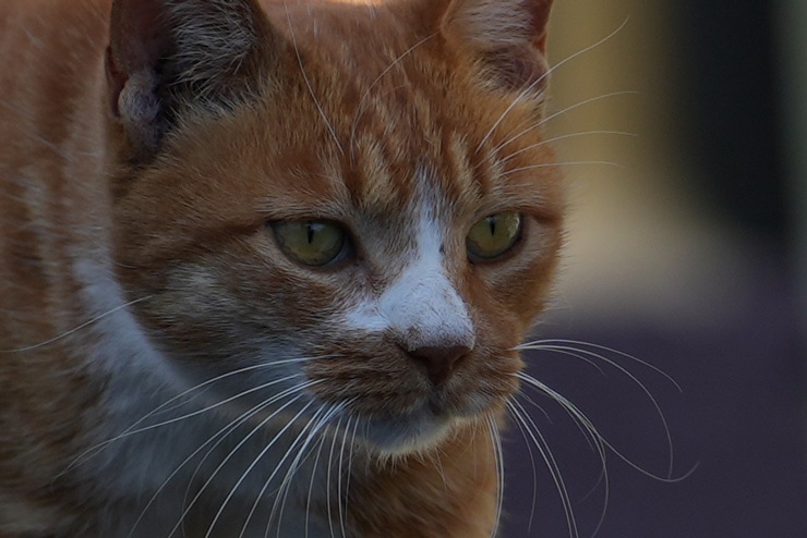 TAMRON 35-150mm F/2-2.8 Di III VXD 作例：歩く猫(顔を拡大した画像)
