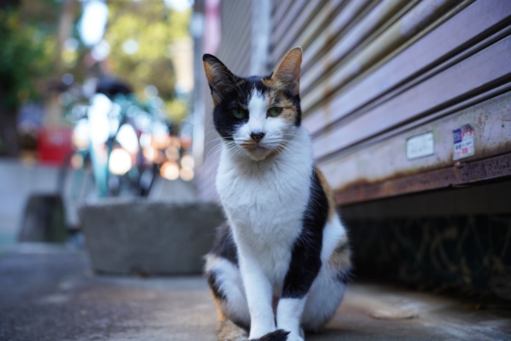 TAMRON 28-75mm F2.8 Di III VXD G2 作例：猫