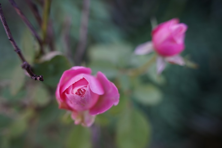 TAMRON 28-75mm F2.8 Di III VXD G2 作例：バラ