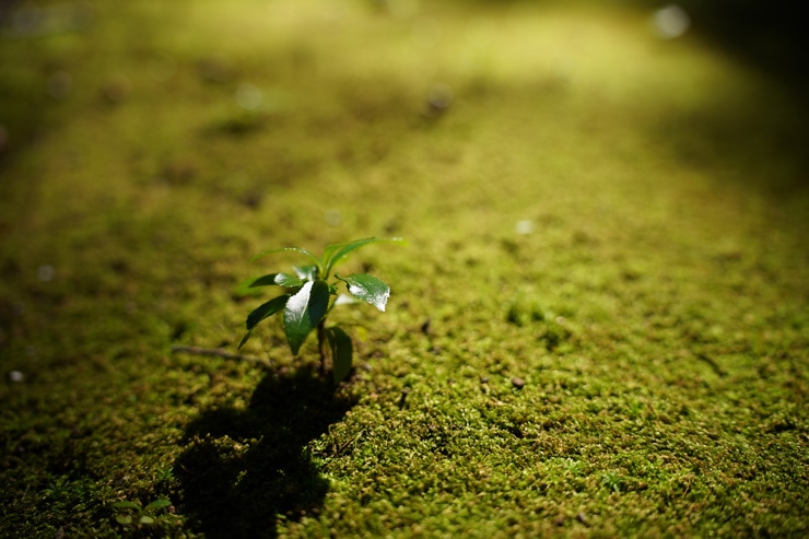 TAMRON 28-75mm F2.8 Di III VXD G2 作例：藻