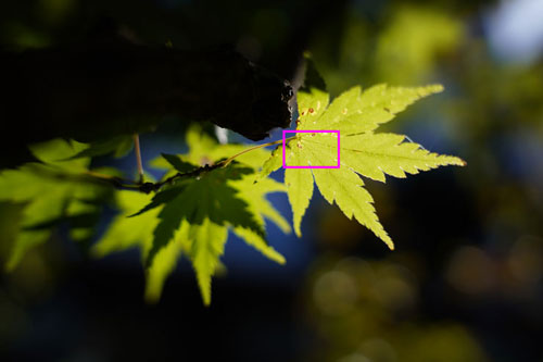 TAMRON 28-75mm F2.8 Di III VXD G2 画質：紅葉