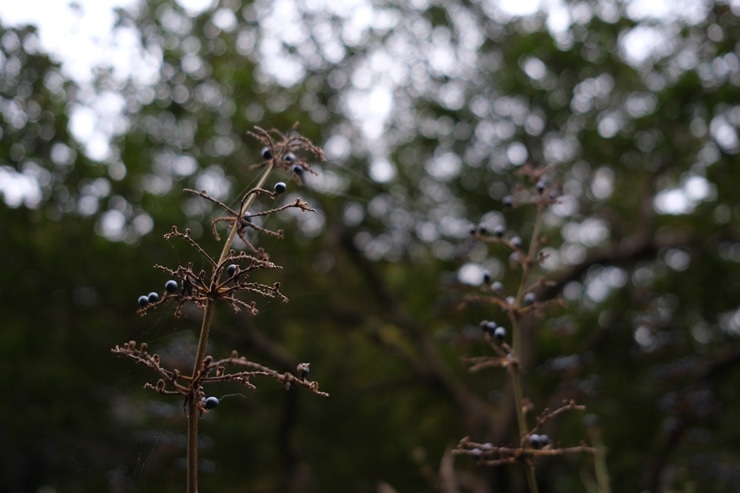 FUJIFILM XF23mm F2 R WR 作例：草の実