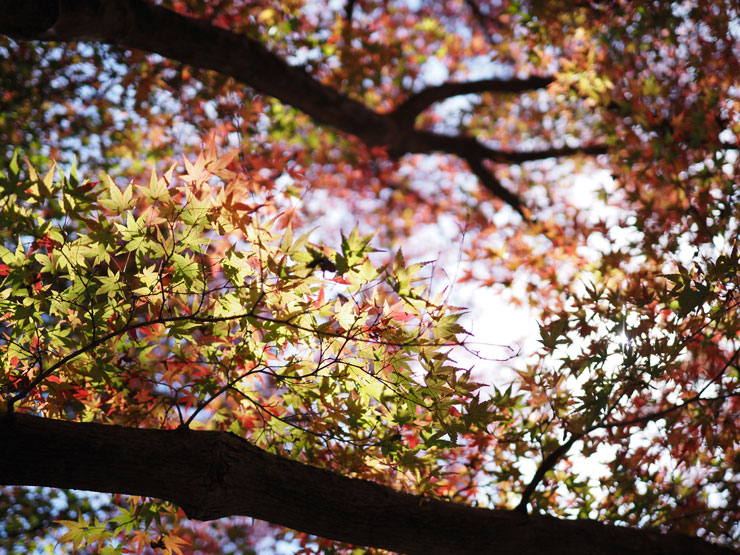 OM SYSTEM M.ZUIKO DIGITAL ED 20mm F1.4 PRO 作例：紅葉