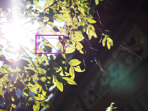 OM SYSTEM M.ZUIKO DIGITAL ED 20mm F1.4 PRO 作例：逆光で撮影した紅葉