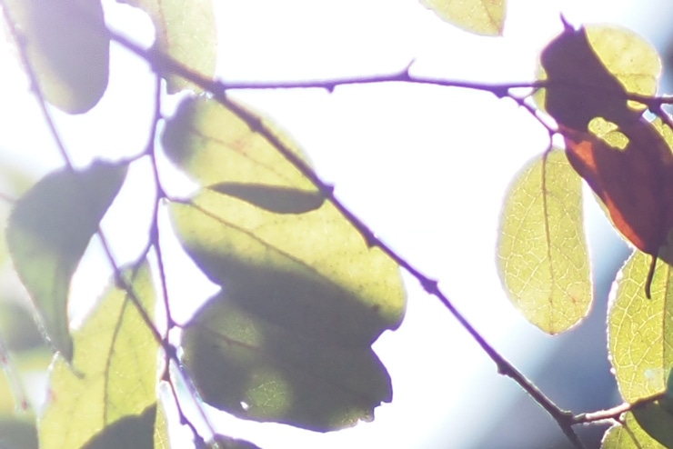 OM SYSTEM M.ZUIKO DIGITAL ED 20mm F1.4 PRO 作例：逆光で撮影した紅葉（拡大）