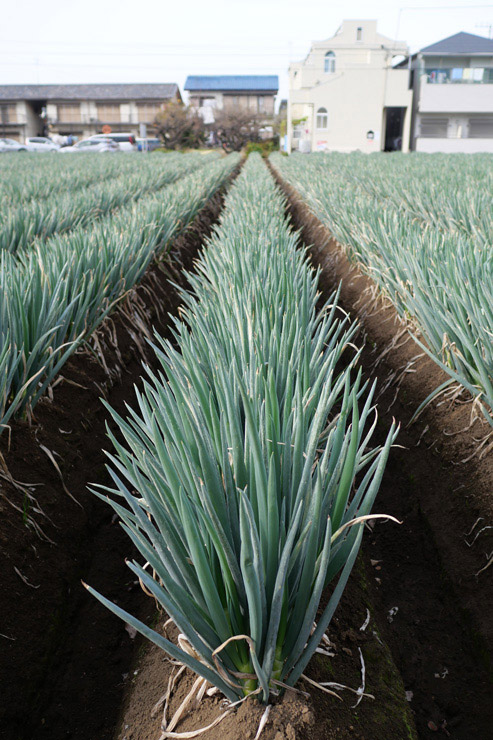 Panasonic LEICA DG SUMMILUX 15mm / F1.7 ASPH. 作例:ねぎ畑