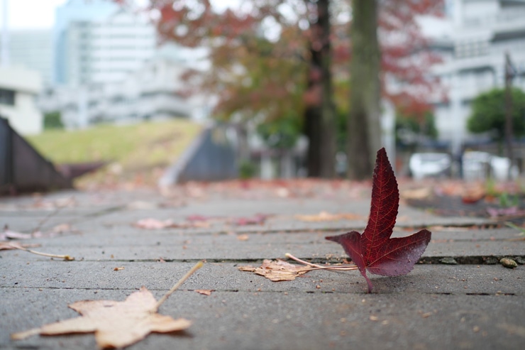 Panasonic LEICA DG SUMMILUX 15mm / F1.7 ASPH. 作例:落ち葉