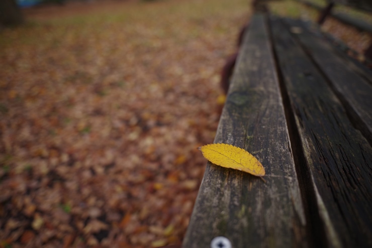 PENTAX HD PENTAX-D FA 21mmF2.4ED Limited DC WR 作例：落ち葉