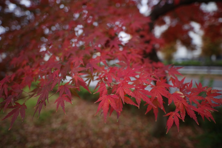 PENTAX HD PENTAX-D FA 21mmF2.4ED Limited DC WR 作例：紅葉