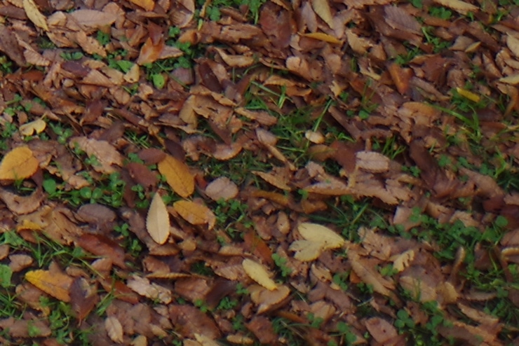 PENTAX HD PENTAX-D FA 21mmF2.4ED Limited DC WR 作例：公園（拡大した画像）