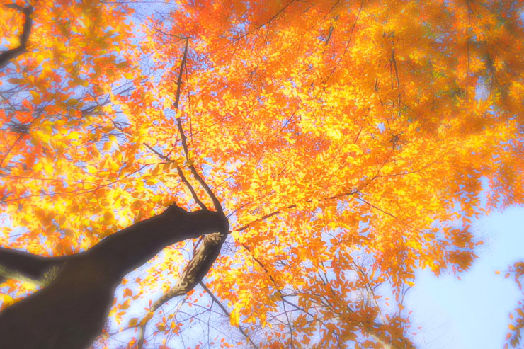 instax mini EVO 作例：紅葉
