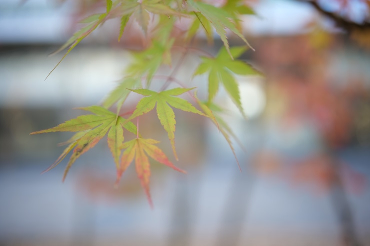Panasonic LUMIX S 35mm F1.8 作例：紅葉