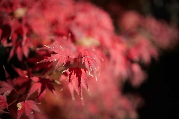 Panasonic LUMIX S 35mm F1.8 作例：紅葉