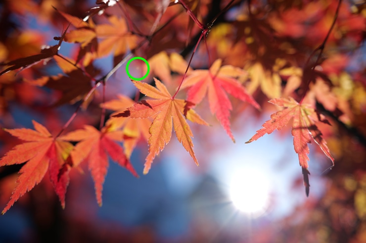 Panasonic LUMIX S 35mm F1.8 作例：紅葉