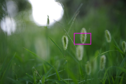 PENTAX FA50mmF1.4 作例：エノコログサ