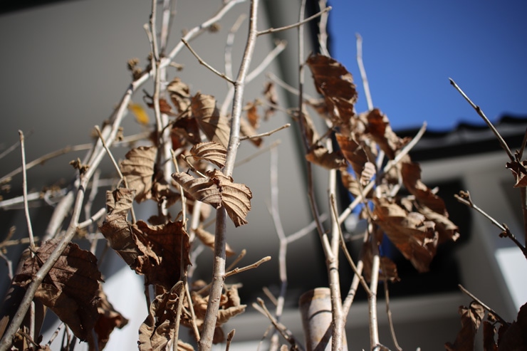 Canon EF-M22mm F2 STM 作例：枯木