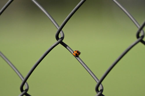 ハイスピードフレームキャプチャ撮影時のプリキャプチャ機能 作例1