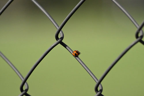 ハイスピードフレームキャプチャ撮影時のプリキャプチャ機能 作例2