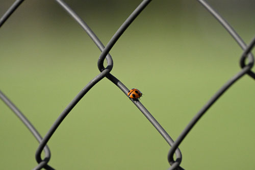 ハイスピードフレームキャプチャ撮影時のプリキャプチャ機能 作例3