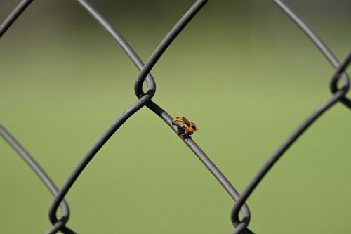 ハイスピードフレームキャプチャ撮影時のプリキャプチャ機能 作例4