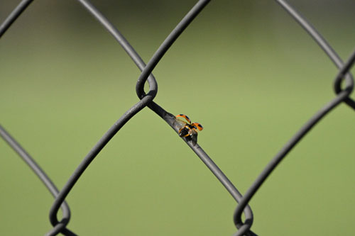 ハイスピードフレームキャプチャ撮影時のプリキャプチャ機能 作例5