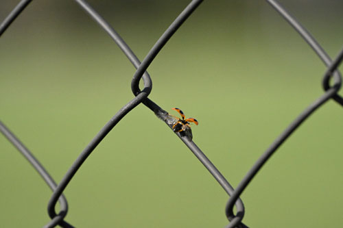 ハイスピードフレームキャプチャ撮影時のプリキャプチャ機能 作例6