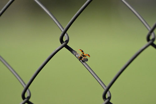 ハイスピードフレームキャプチャ撮影時のプリキャプチャ機能 作例7