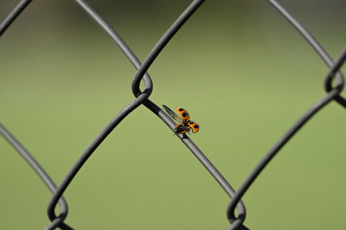 ハイスピードフレームキャプチャ撮影時のプリキャプチャ機能 作例8