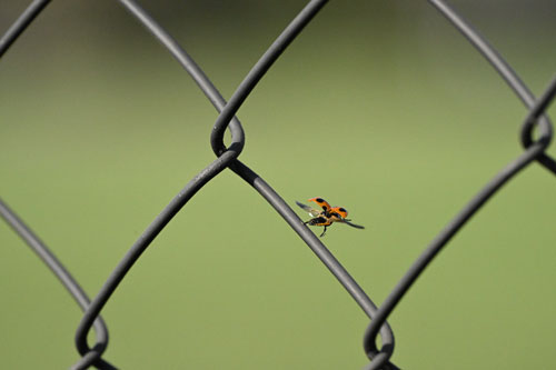 ハイスピードフレームキャプチャ撮影時のプリキャプチャ機能 作例9