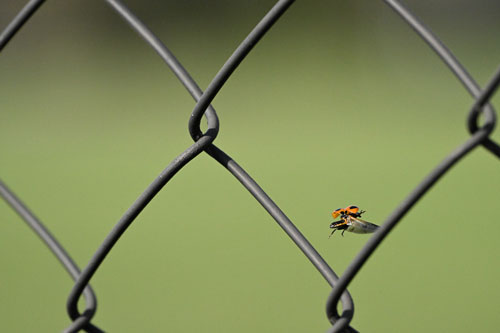 ハイスピードフレームキャプチャ撮影時のプリキャプチャ機能 作例10