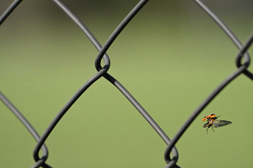 ハイスピードフレームキャプチャ撮影時のプリキャプチャ機能 作例11