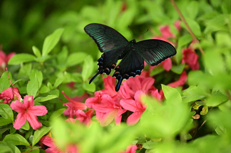 ハイスピードフレームキャプチャ撮影時のプリキャプチャ機能 作例