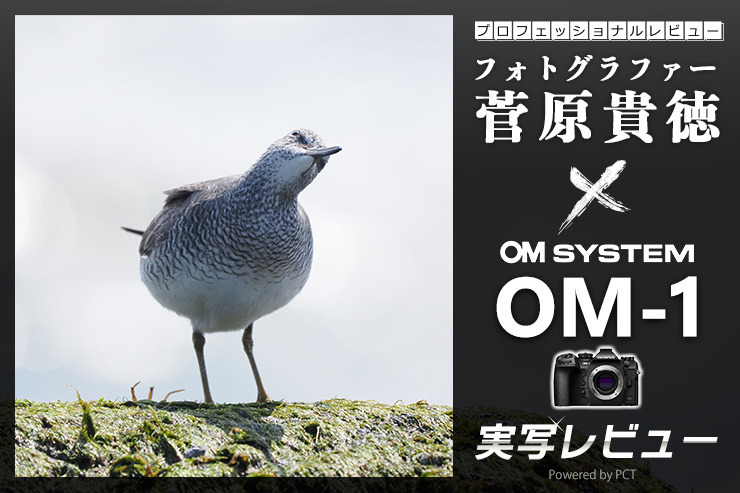 OM SYSTEM OM-1 レビュー × 菅原貴徳 | 進化した「鳥認識AF」を活用して楽しむ野鳥撮影の極意一覧用画像