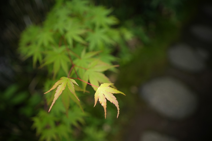 SIGMA(シグマ) 16-28mm F2.8 DG DN | Contemporary 実写レビュー